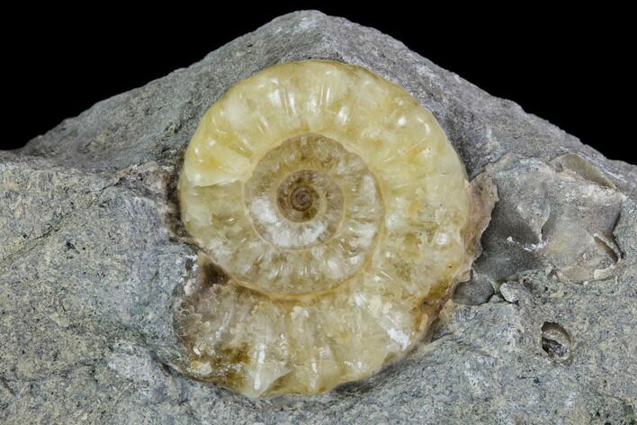 Fossil Ammonite (Promicroceras) - Lyme Regis #110704